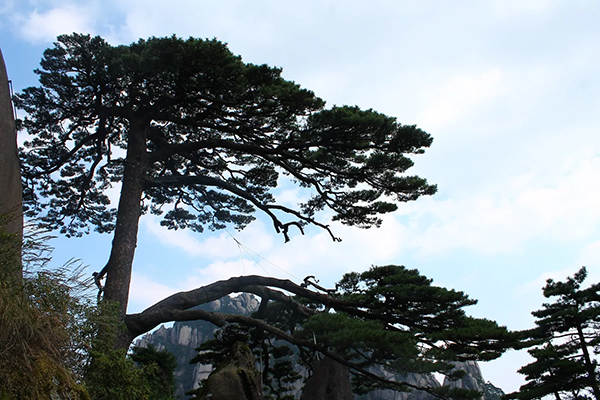 黃山游